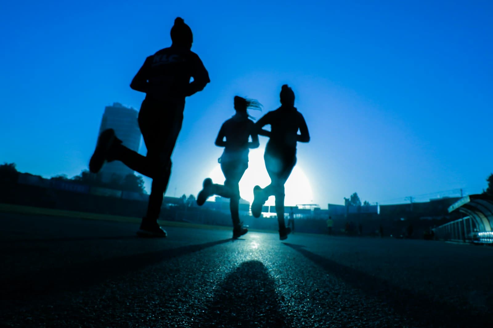 Sunlit forest canopy