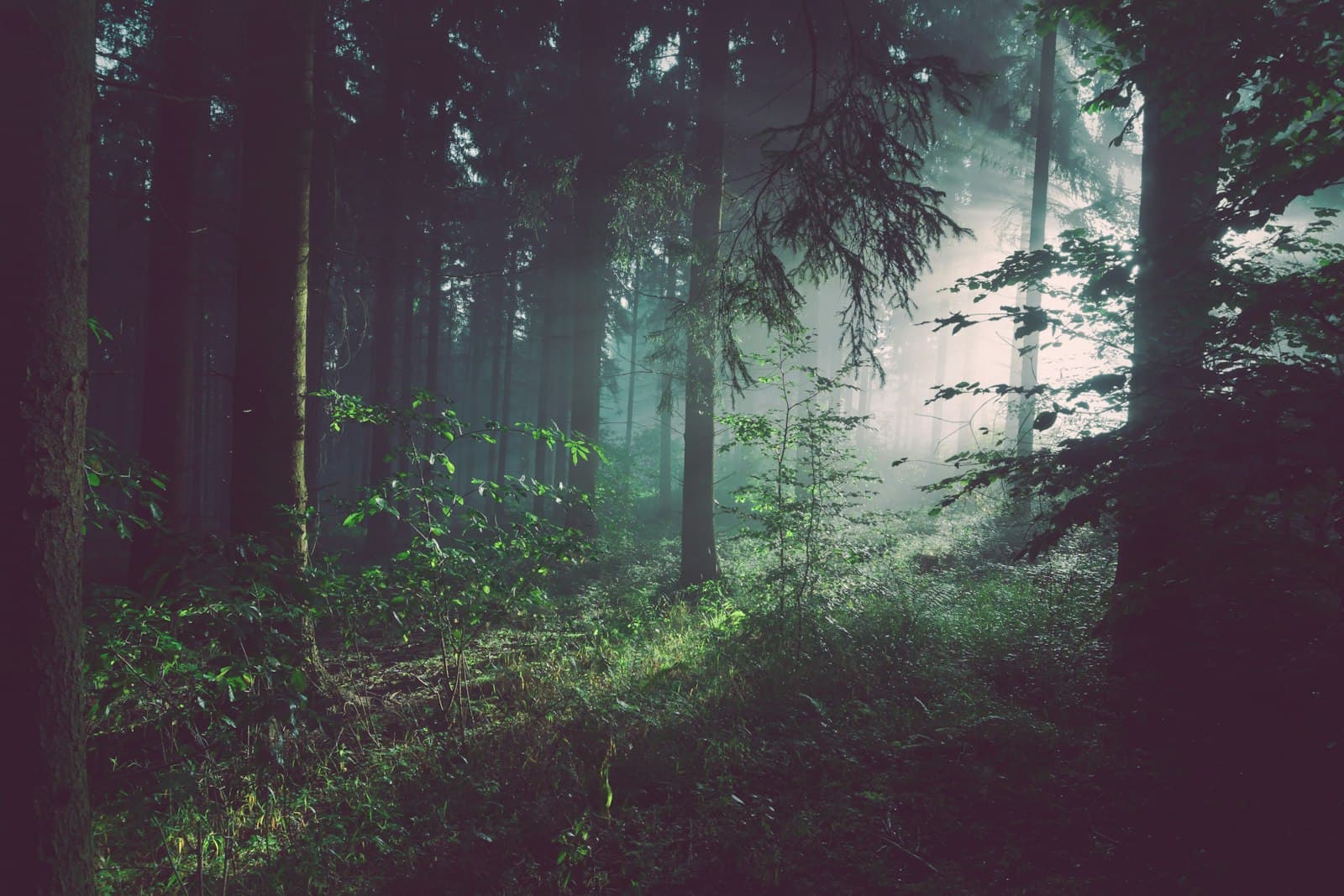 Dense green forest